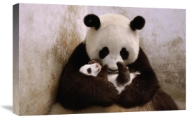 Katherine Feng - Gongzhu holding her young cub , Wolong Nature Reserve, China