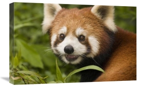 Katherine Feng - Lesser Panda portrait,  Wolong Nature Reserve, China