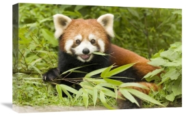 Katherine Feng - Lesser Panda eating bamboo, Wolong Nature Reserve, China