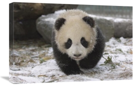 Katherine Feng - Giant Panda cub approaching, Wolong Nature Reserve, China