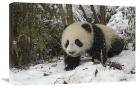 Katherine Feng - Giant Panda six month old cub in snow, Wolong Nature Reserve, China