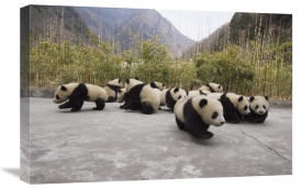 Katherine Feng - Giant Panda cubs, Wolong Nature Reserve, China
