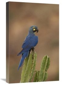 Pete Oxford - Lear's Macaw perching atop a cactus, less than 500 survive in the wild, Brazil