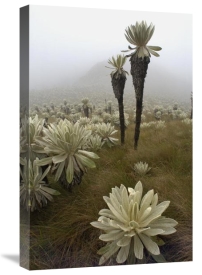 Pete Oxford - Paramo Flower, El Angel Reserve, northeastern Ecuador
