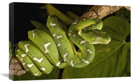 Pete Oxford - Emerald Tree Boa adult, Amazon, Ecuador