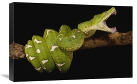 Pete Oxford - Emerald Tree Boa showing independent mobility of four jaws, Amazon, Ecuador