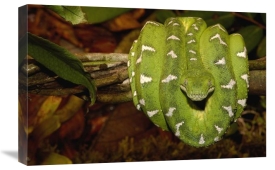 Pete Oxford - Emerald Tree Boa coiled, Amazon, Ecuador