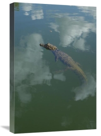 Pete Oxford - Broad-snouted Caiman floating in calm waters, South America