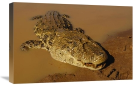 Pete Oxford - Broad-snouted Caiman emerging from swamp, South America