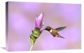 Tom Vezo - Rufous Hummingbird male feeding at flower, Green Valley, Arizona
