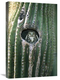 Tom Vezo - Ferruginous Pygmy Owl in Saguaro cactus, Altar Valley, Arizona