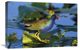 Tom Vezo - Purple Gallinule standing on lily pads, Everglades National Park, Florida