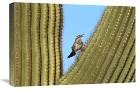 Tom Vezo - Cactus Wren perched on Saguaro cactus, Arizona