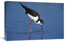 Tom Vezo - Black-necked Stilt foraging for food, California