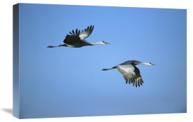 Tom Vezo - Sandhill Crane pair flying, Bosque del Apache NWR, New Mexico