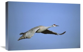 Tom Vezo - Sandhill Crane flying, Bosque del Apache NWR, New Mexico