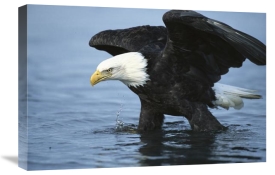 Tom Vezo - Bald Eagle wading through water, Kenai Peninsula, Alaska