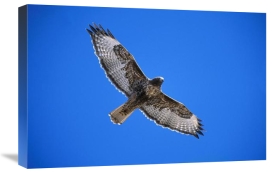 Tom Vezo - Red-tailed Hawk, Sulphur Springs Valley, Arizona