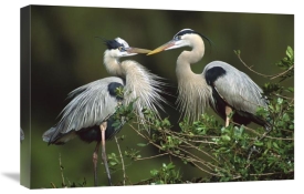 Tom Vezo - Great Blue Heron pair, Florida