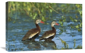 Tom Vezo - Black-bellied Whistling Duck pair wading, Rio Grand Valley, Texas