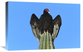 Tom Vezo - Turkey Vulture perching on Cardon cactus, Sonora, Mexico