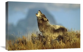Tom Vezo - Timber Wolf adult howling, Teton Valley, Idaho
