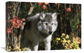 Tom Vezo - Timber Wolf portrait, Teton Valley, Idaho