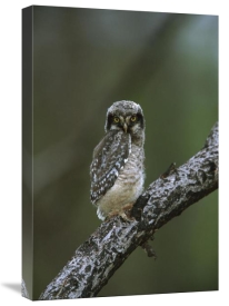 Tom Vezo - Northern Hawk Owl chick, Saskatchewan, Canada