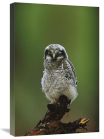 Tom Vezo - Northern Hawk Owl chick portrait, Saskatchewan, Canada