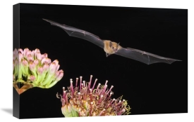 Tom Vezo - Lesser Long-nosed Bat flying at night, North America