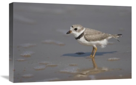 Tom Vezo - Piping Plover wading in shallow water, Rio Grande Valley, Texas