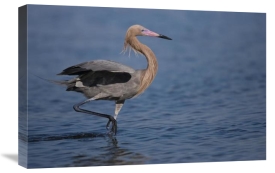 Tom Vezo - Reddish Egret wading through shallow water, Rio Grande Valley, Texas