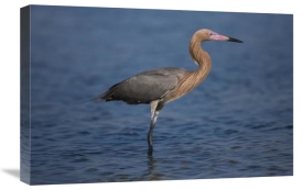 Tom Vezo - Reddish Egret wading through shallow water, Rio Grande Valley, Texas