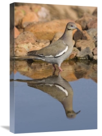 Tom Vezo - White-winged Dove wading in puddle, Green Valley, Arizona