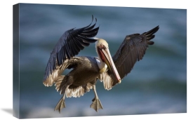 Tom Vezo - Brown Pelican flying, California