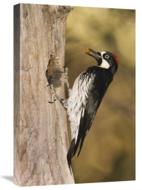 Tom Vezo - Acorn Woodpecker female bringing food to nest, Madera Canyon, Arizona