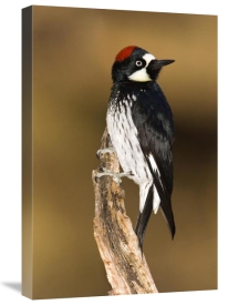 Tom Vezo - Acorn Woodpecker female, Madera Canyon, Arizona