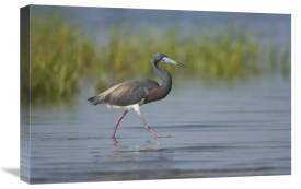 Tom Vezo - Tricolored Heron foraging in wetland, Rio Grande Valley, Texas