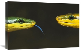 Heidi and Hans-Juergen Koch - Colubrid Snakes making initial contact to identify friend, enemy, or prey