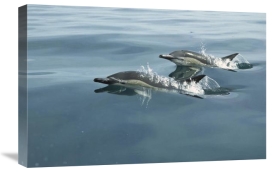 Barbara Todd - Common Dolphin pair surfacing, Kaikoura, New Zealand