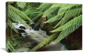 Shaun Barnett - Tree Fern over stream, Tasmania