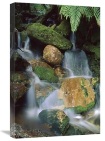 Shaun Barnett - Stream waterfall near Lake Mapourika, New Zealand