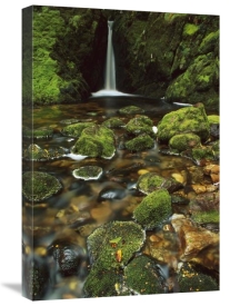 Shaun Barnett - Mossy stream near Loch Maree, Fiordland NP, New Zealand