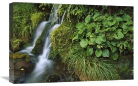 Shaun Barnett - Waterfall, Egmont National Park, Taranaki, New Zealand