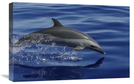 Hiroya Minakuchi - Pantropical Spotted Dolphin porpoising, Ogasawara Island, Japan