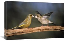 Duncan Usher - European Greenfinch male and female, Europe