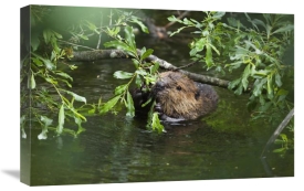 Konrad Wothe - American Beaver eating willow, Alaska