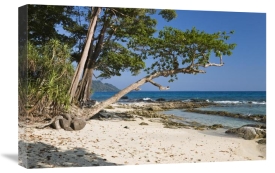 Konrad Wothe - Coastal rainforest, Havelock Island, India