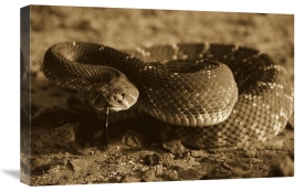 Larry Minden - Red Rattlesnake, Baja California, Mexico - Sepia
