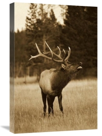 Michael Quinton - Elk male bugling during rut,autumn, Yellowstone National Park, Wyoming - Sepia